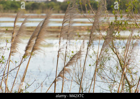 Pampas Gras (cortaderia selloana) in Buenos Aires Costanera Sur Ecological Reserve, Argentinien Stockfoto