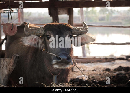 Thai Büffel in dem Gebiet, Buffalo Landwirtschaft für Reis anpflanzen, Thai Farmers' Lebensstil. Stockfoto