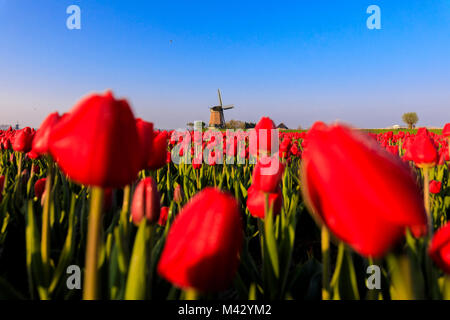 Felder von roten Tulpen umgeben die typische Windmühle Berkmeer Gemeinde Koggenland North Holland Niederlande Europa Stockfoto