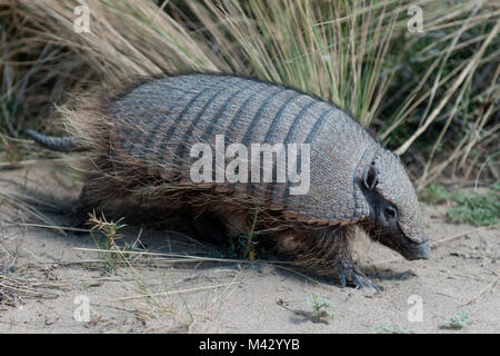 Südamerikanische armadillo zu Fuß über Sand im Peninsula Valdes Patagonien aregntina Südamerika Stockfoto