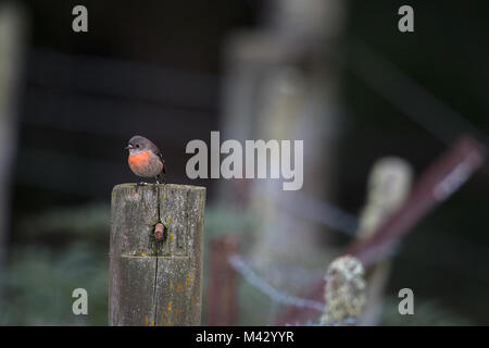 Scarlet Robin auf Zaun Pfosten an der North motton Tasmanien Australien sitzen Stockfoto