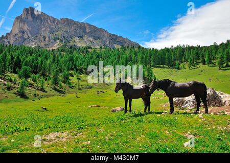 Pferde in Passo Giau Hütte, San Vito di Cadore und Cortina d'Ampezzo Tal, Dolomiten, Provinz Belluno, Region Venetien, Italien Stockfoto