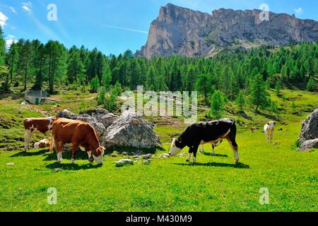 Kühe in Passo Giau Hütte, San Vito di Cadore und Cortina d'Ampezzo Tal, Dolomiten, Provinz Belluno, Region Venetien, Italien Stockfoto