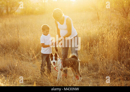 Zeit mit der Familie. Eine schwangere Mutter geht mit ihrem Sohn und Hund in einer goldenen Wiese. Rassehund Yakut Husky. Stockfoto