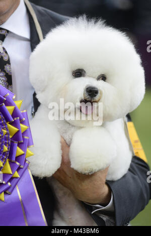 New York, USA. 13. Februar, 2018. Handler Bill McFadden zeigt Flynn, ein Bichon Frise, in der Best in Show Konkurrenz während der 142 Westminster Kennel Club Dog Show am 13. Februar 2018 im Madison Square Garden in New York. Credit: Erik Pendzich/Alamy leben Nachrichten Stockfoto