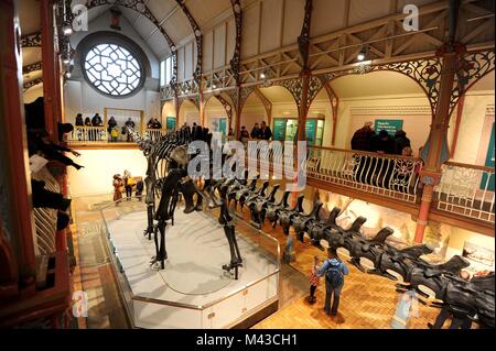 Dorset County Museum, Großbritannien. 14. Februar, 2018. Menschenmassen besuchen Dippy der Diplodocus in Dorset County Museum, UK Credit: Finnbarr Webster/Alamy leben Nachrichten Stockfoto