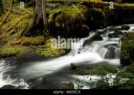 WA 13397-00 ... WASHINGTON - Wald an den Ufern des Großen Flusses Quilcene vom Großen Quilcene Trail im Buckhorn Wildnis der Olympischen Nati Stockfoto