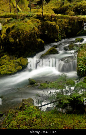 WA 13398-00 ... WASHINGTON - Wald an den Ufern des Großen Flusses Quilcene vom Großen Quilcene Trail im Buckhorn Wildnis der Olympischen Nati Stockfoto