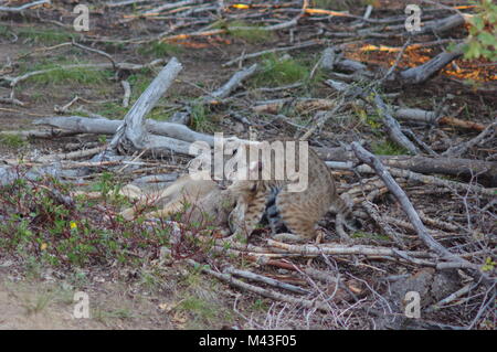 Die Tiere leben in freier Wildbahn Stockfoto