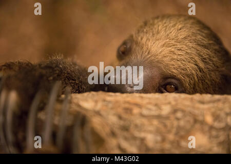 Nahaufnahme Porträt eines schüchternen Linnaeus zwei-toed Sloth (Choloepus didactylus). Dubai, VAE. Stockfoto