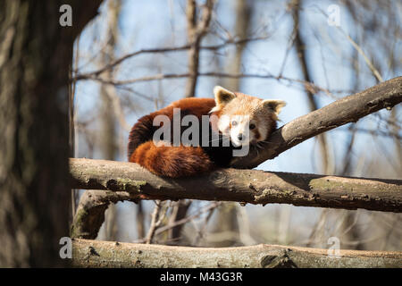 Portrait von Red panda liegend auf Baum Stockfoto