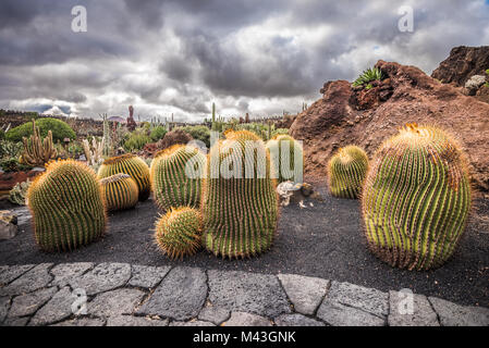 Kakteen in der Kaktus Garten, Lanzarote, Kanarische Inseln, Spanien Stockfoto