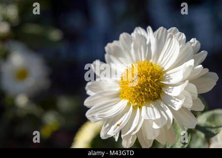 Chrysantheme, die Lieblingsblume für den Monat November. Gelbe oder weiße Chrysanthemumblumen werden in der chinesischen Küche verwendet. Stockfoto