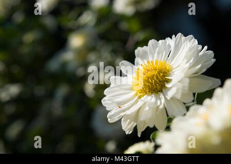 Chrysantheme, die Lieblingsblume für den Monat November. Gelbe oder weiße Chrysanthemumblumen werden in der chinesischen Küche verwendet. Stockfoto