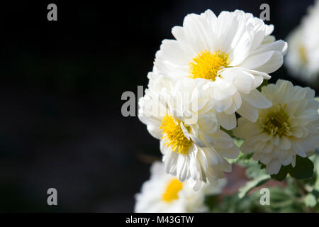 Weiße Chrysanthemen, die Lieblingsblume für den Monat November. Gelbe oder weiße Chrysanthemumblumen werden in der chinesischen Küche verwendet. Stockfoto