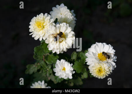 Bienen an weißen Chrysanthemumblüten, Herbstinsektenbestäubte blühende Pflanzen. Stockfoto