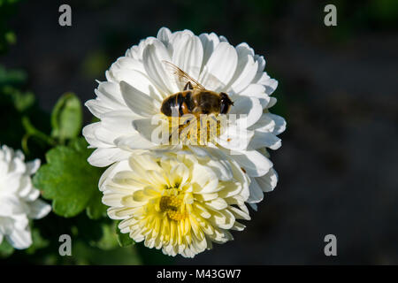 Chrysantheme, die Lieblingsblume für den Monat November. Gelbe oder weiße Chrysanthemumblumen werden in der chinesischen Küche verwendet. Stockfoto