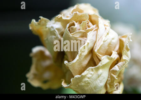 Eine getrocknete gelb-weiße Rose im Nahaufnahmen. Rosen sind oft eine beliebte Blume zum Trocknen, weil viele Romantiker ihren ersten Blumenstrauß erhalten. Stockfoto