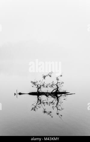 Ein Baum in einem Fluss ist von früh morgens Nebel. Brian Hickey/Alamy Stockfoto