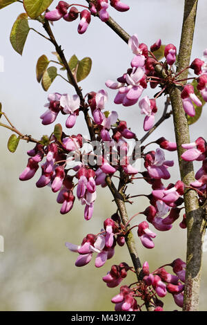 Cercis occidentalis, Folkestone, Western Redbud Stockfoto