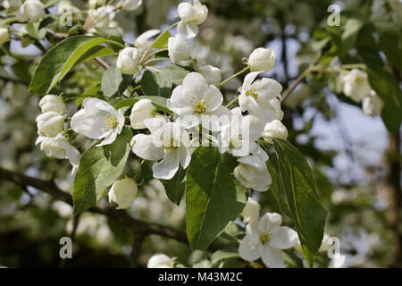 Malus Whipplei, var mandshurica, Sibirische crabapple Stockfoto