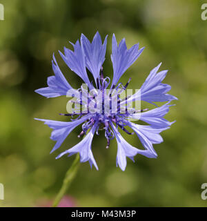 Centaurea cyanus, Kornblumen, Schaltfläche Bachelor Stockfoto