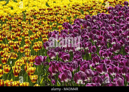 Triumph tulip Helmar (links), Triumph tulip Negrit Stockfoto