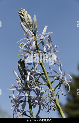 Großen Camas (Camassia Leichtlinii), blaue Camassia, Frühlingsblumen