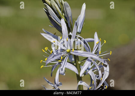 Camassia leichtlinii, tolle Camas, große Camas Stockfoto