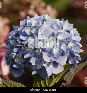 Hydrangea Macrophylla 'Endless Summer' Hortensia Stockfoto