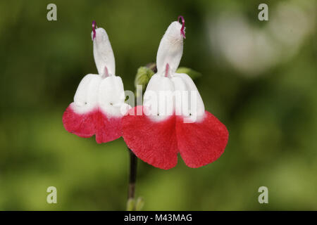 Salvia kann man 'Hot Lips', Blackcurrent Salbei Stockfoto