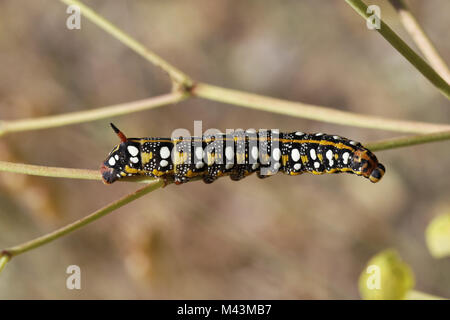 Hyles euphorbiae, Wolfsmilch Tabakschwärmer (Caterpillar) Stockfoto