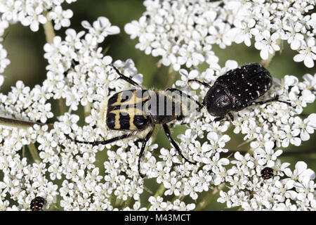 Trichius fasciatus, Biene, Käfer, Oxythyrea funesta Stockfoto