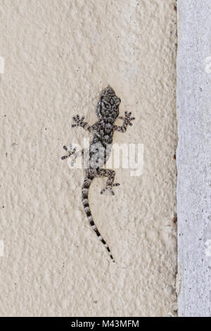 Hemidactylus turcicus, Türkische Gecko, Gecko Stockfoto