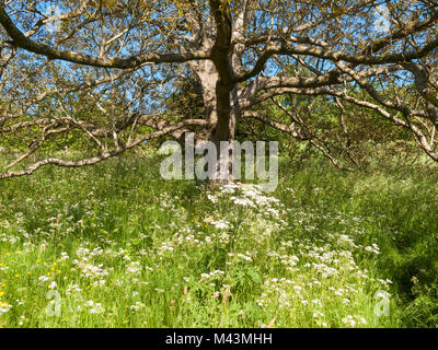 Walnussbaum im Frühsommer Stockfoto
