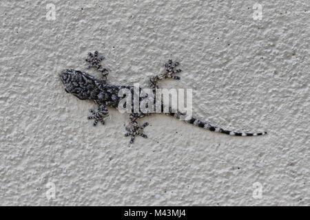 Hemidactylus turcicus, Mediterranes Haus Gecko Stockfoto