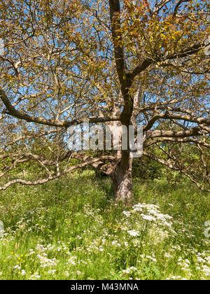 Walnussbaum im Frühsommer Stockfoto