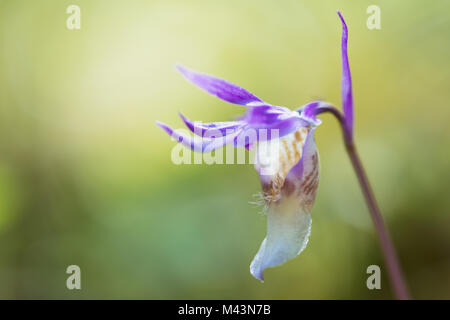 Calypso Orchidee (Calypso Bullosa), Lappland, Schweden Stockfoto