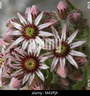 Sempervivum tectorum, gemeinsame Hauswurz, Joves Bart Stockfoto