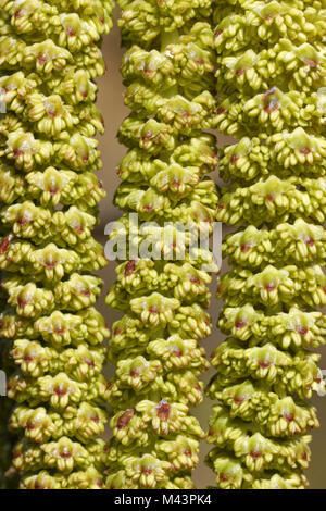 Alnus maximowiczii, Alnus viridis, grüne Erle Stockfoto