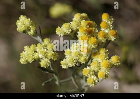 Helichrysum arenarium, Zwerg Everlast, Immortelle Stockfoto