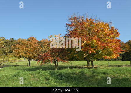 Kirschbäume im Herbst, Hagen, Deutschland, Europa Stockfoto