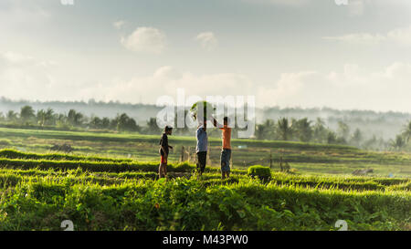 Zwei Jungen ihre Mutter helfen bei Paddy Plantage. Stockfoto