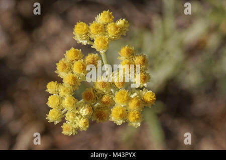 Helichrysum arenarium, Zwerg Everlast, Immortelle Stockfoto