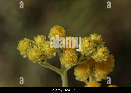 Helichrysum arenarium, Zwerg Everlast, Immortelle Stockfoto