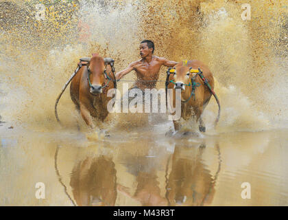 Aufwachraum Jawi ist eine Kuh-Racing Event in West Sumatra. Stockfoto
