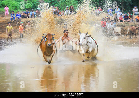 Aufwachraum Jawi ist eine Kuh-Racing Event in West Sumatra. Stockfoto
