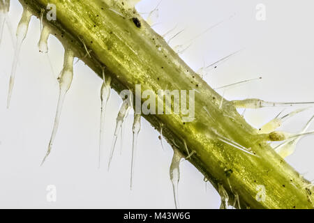 Extreme Nahaufnahme von der Brennnessel (Urtica dioica), die den Stich Zellen oder trichome Haare. 3-facher Vergrößerung Stockfoto