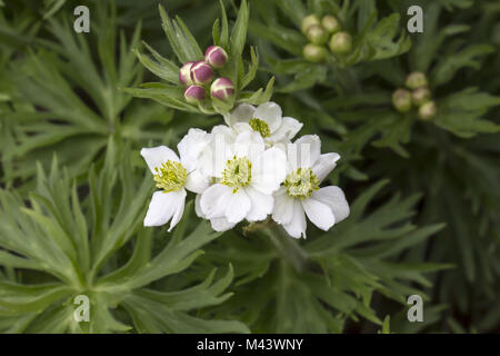 Anemone narcissiflora, Narzissen blühenden Anemonen Stockfoto