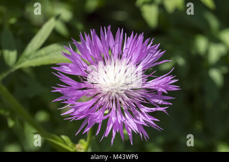 Centaurea dealbata, Persische, Kornblume, Tünche Stockfoto